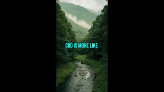 CBD vs THC [upl. by Chloe]