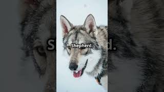 Meet the Saarloos Wolfdog Breed dog shortvideo [upl. by Foskett]