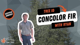 How to Identify the Concolor Fir Tree  Fielding Tree Care Identification Guide [upl. by Niwrad]