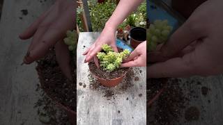 Replanting Succulents For Beginners 🌱 [upl. by Davidoff520]