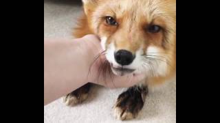 Adorable Fox Makes Cute Noises Enjoys Massage Petting [upl. by Nnyllaf]