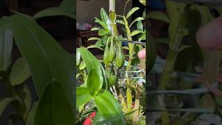 Best tips propagation dendrobium plant from fruit and cutting branches short plant orchid [upl. by Aidas792]