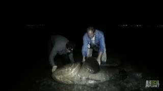 Hunting a Killer by Night  River Monsters [upl. by Griff]