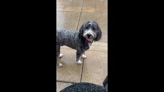 Graupel Falling in Salt Lake City Confuses Adorable Dog [upl. by Llenoil]