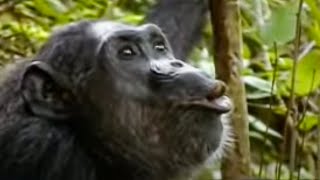 Animal Mating Rituals of Chimpanzees  BBC Studios [upl. by Gurtner100]