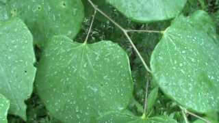 Redbud tree identification Cercis canadensis video [upl. by Ahserak]