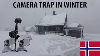 CAMERA TRAP in WINTER  Northern Norway  THE ARCTIC [upl. by Ahset168]