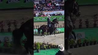 Million Dollar Horse horse shorts shortvideo [upl. by Hyman697]