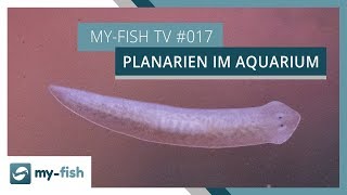 Was tun bei Planarien im Aquarium  myfish TV [upl. by Dierolf]