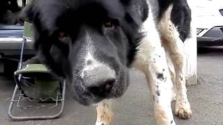 Самые огромные породы собак The most huge breeds of a dog [upl. by Arrio379]