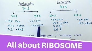 All about RIBOSOME [upl. by Wasserman]