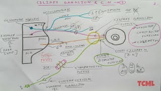 Ciliary Ganglion and Oculomotor Nerve  2  NeuroAnatomy  TCML [upl. by Olatha873]