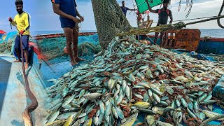 AMAZING 🤩 We Caught Tons of Mackerel and Trevally Fish in a Single Catch 😃WOWquot [upl. by Ivar]