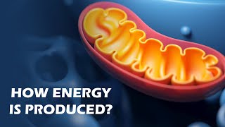 How Mitochondria Produce Energy [upl. by Lasorella]