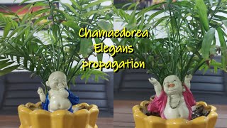 Chamaedorea Elegance  parlour palm  Table palm propagation [upl. by Sucramat998]