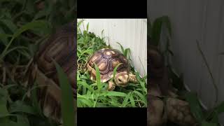 African Sulcata Tortoise Hatchling [upl. by Eurydice518]