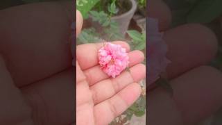 Beautiful Rose flower plant terrace garden flowers plants short plantsviralvideo [upl. by Bord]