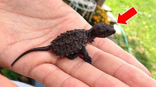 9YearOld Girl Finds quotLizardquot in Forest – Vet Screams quotStand Backquot When He Sees It [upl. by Laurin]