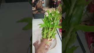 original lucky bamboo plants [upl. by Rob]