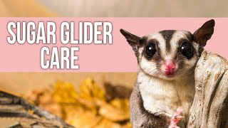 Sugar Glider Care for Beginners [upl. by Prisca]