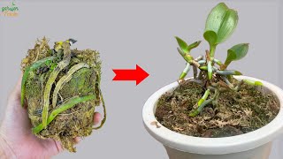 Amazing  Just follow this method your orchid will revive and bloom all year round [upl. by Azenav]