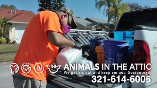 3 steps to rid your home of rats  Decontamination  Animals in the Attic Melbourne FL 3216146005 [upl. by Mima608]