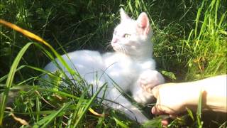 Stray cat being petted enjoys it for the very first time [upl. by Coh]