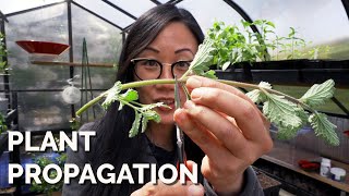 How to Propagate Plants 4 Methods to Master [upl. by Nemracledairam]