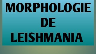 L3 parasitologie la morphologie de leishmania [upl. by Enamrahc]