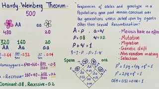 hardy weinberg theorem class 12 [upl. by Tab442]