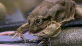 Scrotum frogs on edge of extinction on display at Chester Zoo  AFP [upl. by Ephrayim]