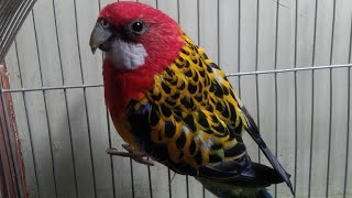 Rosella bird 2nd soundMy rosella parrot 🦜 [upl. by Ark206]