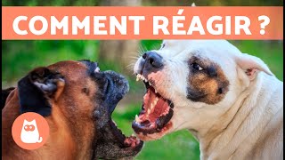 Que faire si MON CHIEN A AGRESSÉ un AUTRE CHIEN  🐶⚡🐶 6 CONSEILS [upl. by Opportina]