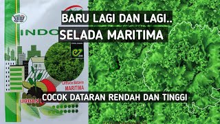 SELADA MARITIMA PRODUK BARU ENZA INDOSEED COCOK DISEMUA DATARAN RENDAH ATAUPUN DATARAN TINGGI [upl. by Naitsirk412]