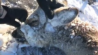 Frozen deer saved by locals in Kazakhstan [upl. by Ericka]