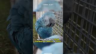 Extinct In The Wild  Spixs Macaw [upl. by Nutsud562]