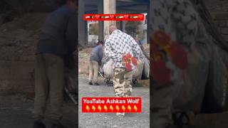 پسر مهربان افغانستانی در ایران youtube love afghan youtubeshorts shorts iran afg afghan [upl. by Cissy]