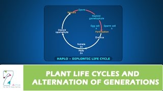 PLANT LIFE CYCLES AND ALTERNATION OF GENERATIONS [upl. by Verras707]