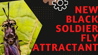 THE BEST BLACK SOLDIER FLY ATTRACTANT [upl. by Ollehcram803]