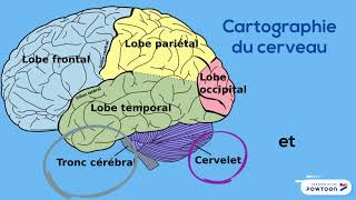 AVC en image signes causes traitement prévention stroke diagnosis treatment prevention [upl. by Carolin]