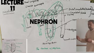 NephronFunctional unit of kidney anatomy  lecture 11class 10 thBiology [upl. by Singband]