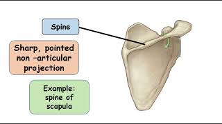 Spine Bone Marking [upl. by Domeniga]