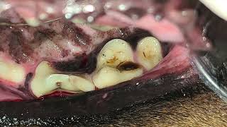 Dental caries of a dog 반려견 충치 치료 [upl. by Linder]