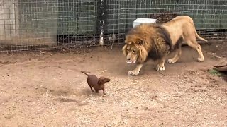 Lion missed his dachshund friend so much he stopped eating  then something amazing happened [upl. by Kline699]