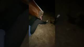 Pablo 🤦‍♀️ funny horse goody fypシ゚ feed ytshortsfeed ytshorts tictoktrend horsefeeding [upl. by Ecadnac505]