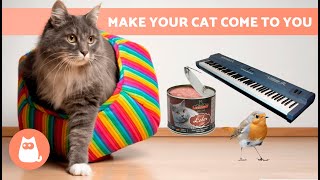 SOUNDS to ATTRACT CATS 📣🐈 Noises That Make Your Cat Run to You [upl. by Dnomder]