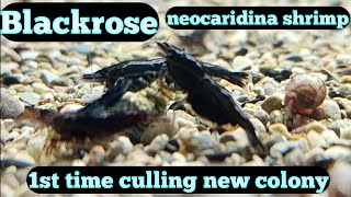 Black Neocaridina Shrimp  Blackrose Shrimp Tank [upl. by Bowlds]