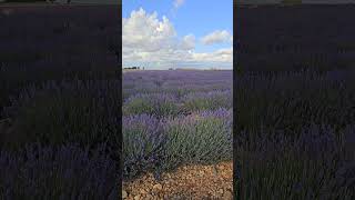 🪻🪻💜 남프랑스 발랑솔 라벤더 South France Valensole Provence Lavender Purple 라벤더밭 Romantic Photo spot [upl. by Lleinad471]