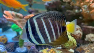 Sailfin Tang MusicBlue Danube 4K60 HDR [upl. by Liag]