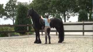 Friesian Stallion…SPECTACULAR dressage horse [upl. by Kelley]